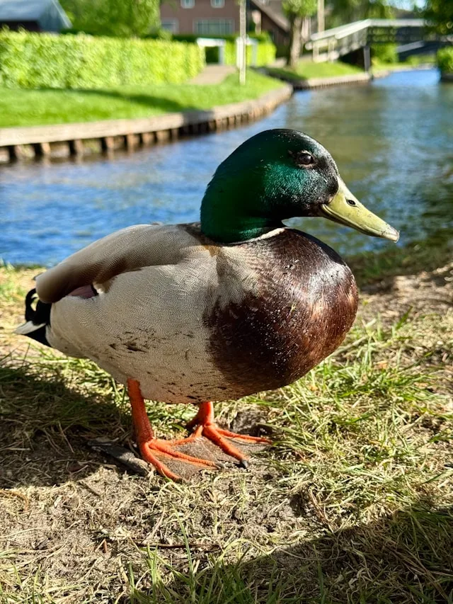 A mallard standing on the bank of a Dutch canal